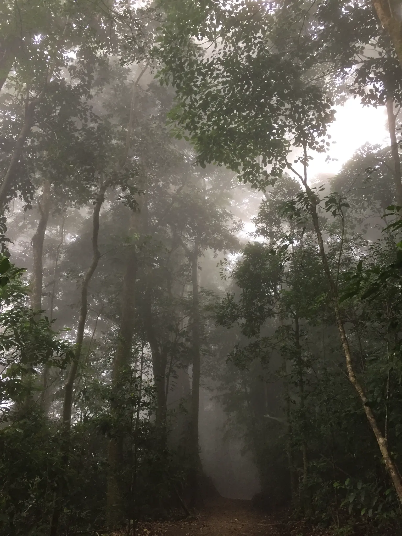 Flora exuberante del bosque nuboso