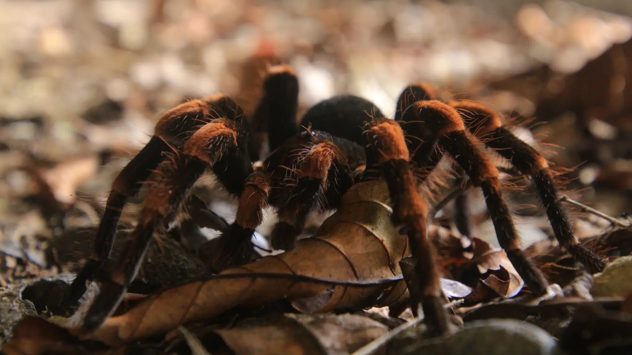 Bosque nuboso de Monteverde - Vista panorámica